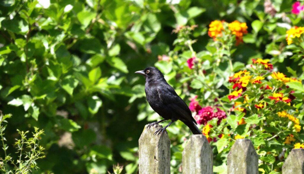 Amseln erholen sich deutlich: Was die NABU-Zählung 2026 für Ihren Garten bedeutet