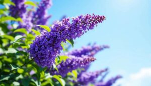 Sommerflieder im Februar kürzen: Warum ein kräftiger Rückschnitt die Blüte verdoppelt