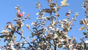 Apfelbaum im Februar schneiden: Warum ein Fehler die gesamte Ernte gefährdet