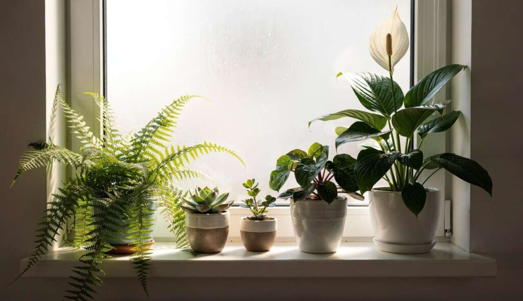 Warum viele Menschen falsch gießen – und wie du es deinen Pflanzen leichter machst