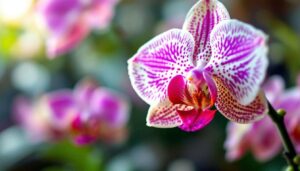 5 Schritte zur prächtigen Orchidee: Floristin verrät den Wurzel-Trick